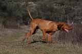 VIZSLA poil court 061